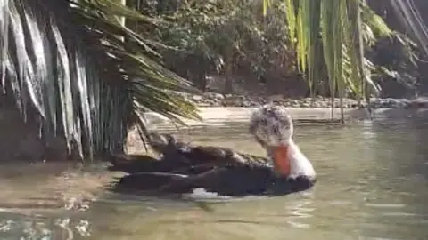 Birdkeeper Hannah, Jersey Zoo A white-winged duck paddling in water. The bird has an orange beak, white head and dark body. 