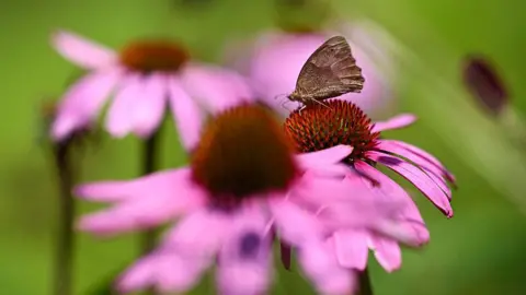 Getty Images A close up of a brown butterfly on a pink flower.
