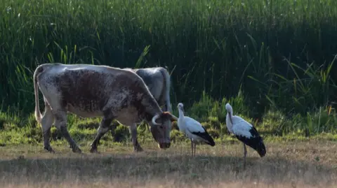 Two cows with white horns grazing un some scrubland, with tall, green grass behind them. Two storks are stood next to the cows.