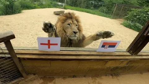 BBC Rana the lion puts a paw on the England and Serbia flags