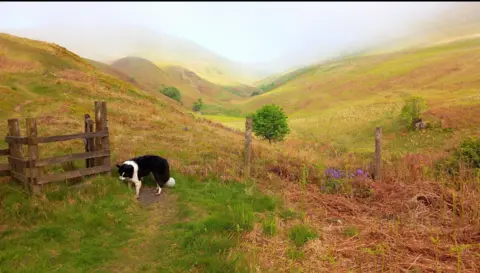 A border collie sniffs at the grass next to a gate in the hills above Dollar Glen in Clackmannanshire.
