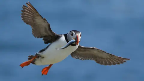 A puffin flying above the sea. It has its wings spread wide and a fish is in its mouth. It has orange feet and a brightly coloured bill.