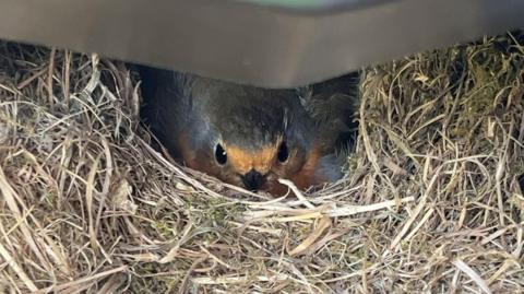 A robin nesting in the chassis of a motorbike