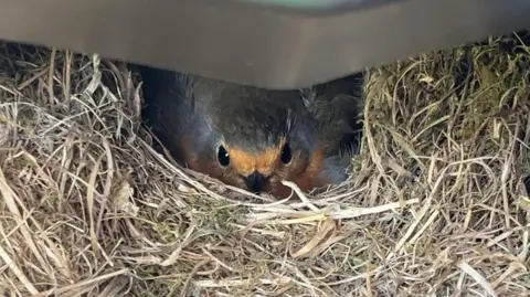 BBC A robin nesting in the chassis of a motorbike