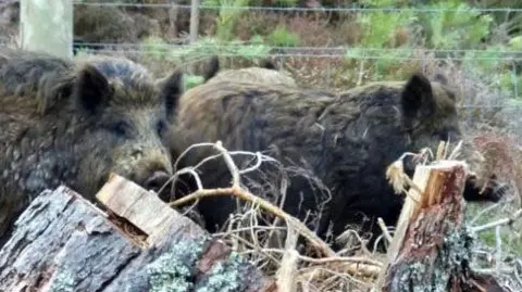 Two brown feral pigs in the wild beside some cut-down trees. There is wire fence and greenery in the background.