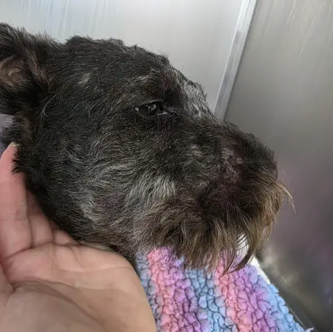 Supplied A black terrier dog in profile with a swollen face and sad eye. A human hand is holding the dog under the chin.