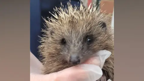 Holderness Hedgehog Hospital A hedgehog is looking directly at the camera as it is being held by someone wearing a white rubber glove. You can see its spines above its head.