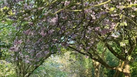 Pink blossom shrouds tree branches on both sides of a path arching overhead.