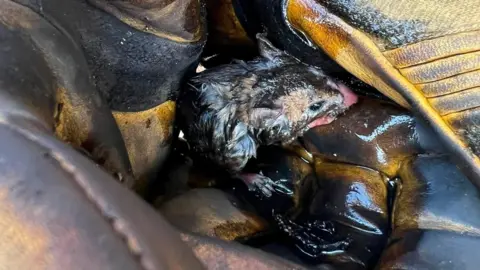 Towcester Fire Service A close-up of a blackened field mouse resting on padded fire service clothing in a pool of water.