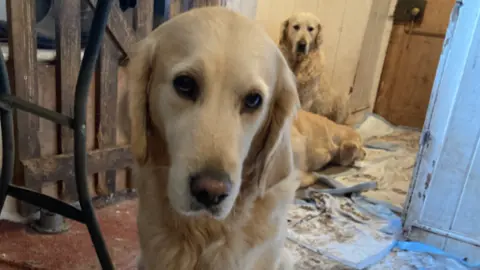 A golden retriever looking straight ahead, with two dogs sat and lying down behind it. There are soiled mats behind the animals.