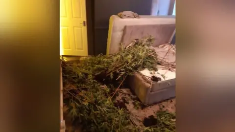 Nottinghamshire Police Mobile phone image showing a domestic bedroom with an upturned bed and large numbers of uprooted cannabis plants and scattered soil