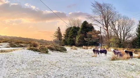 Mark Shackleton The picture shows a frosty moorland scene at sunrise with soft orange light breaking through the clouds on the left side of the sky and a cooler blue tone on the right. The ground is lightly covered with snow or frost, creating a pale, speckled layer over the grass and low vegetation. A small group of sheep stand on the right side of the image, close to a patch of taller, dry grass. They are facing slightly towards the camera, spaced naturally as if they have paused while grazing.