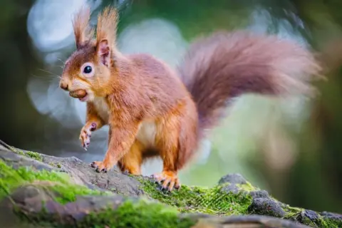 Jake Smith A red squirrel with a nut in its mouth running along a moss-covered tree bark.