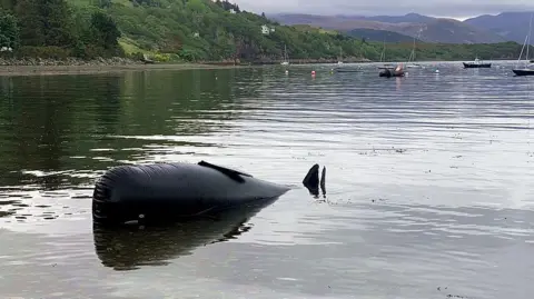 Noel Hawkins/BDMLR Whale rescue training prop