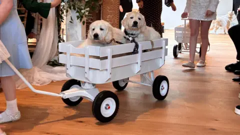 Two cute golden retriever puppies are wheeled along in a wooden cart. 
