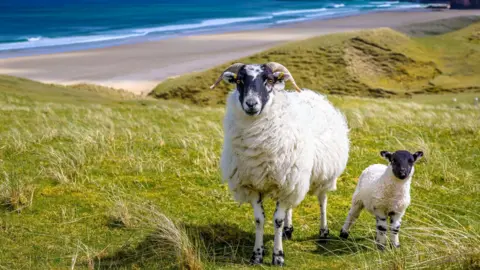 Getty Images A blackface ewe with a lamb on an area of coastal meadow called machair. In the background is a beach and the sea.
