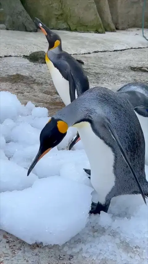 Penguins playing in the ice at their enclosure in Birdland.