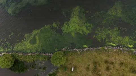 An aerial image of Lough Neagh. The water has large green blooms of algae.