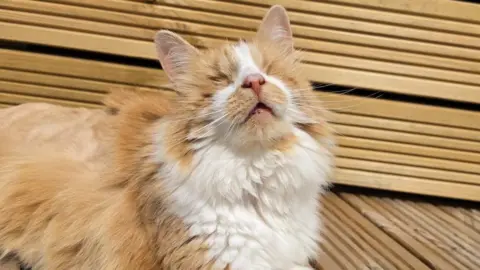 Bradford Cat Watch Rescue and Sanctuary A large orange cat sunning itself on some wooden decking
