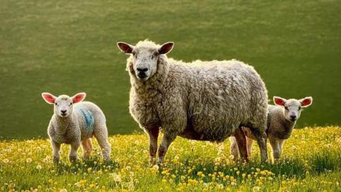 a sheep and two lambs on grass 