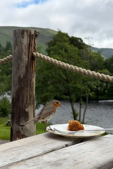 Mairi Henderson A robin is perched on the edge of a plate that has a fork and small piece of cake on it. The plate is on a wooden bench, and there is a roped gate, greenery and a body of water in the background.