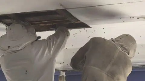 Minstead Trust Professionals in protective suits remove bees that had taken up residence in the ceiling of the building. Many bees can be seen flying around the workmen