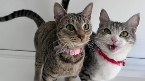 A close-up of two cats standing next to each other while looking into the camera 