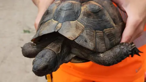 Cornwall Council/Suez A close-up of the tortoise. It is dark brown and has a light brown patches on its shell.