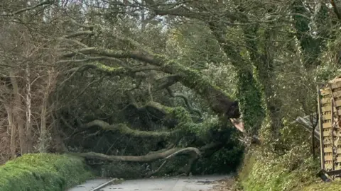 A fallen tree along the road. The road is covered by the tree. Either side are trees and green verges. 