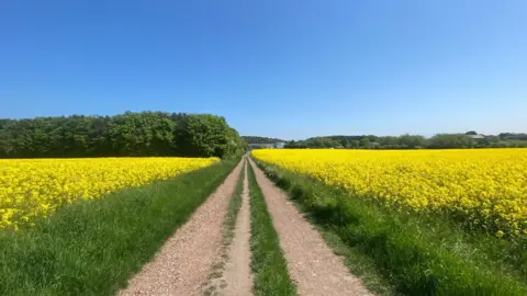 Helen Hindson A long gravel track with oil seed rape on either side 