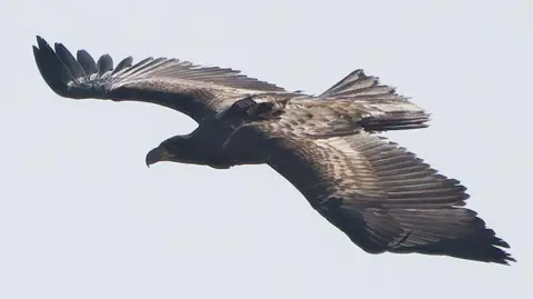 Steve Gantlett/cleybirds.com A white-tailed eagle, which has brown and white markings, soars through the air