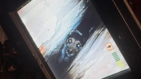 HIWFRS Camera image showing face of dog trapped between two walls.