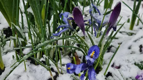 Crocuses on the ground, with snow on them. The colours are blue and purple. The flowers are poking out from the snow, on the ground. 
