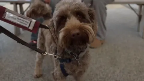 A furry dog looks quizically into the camera
