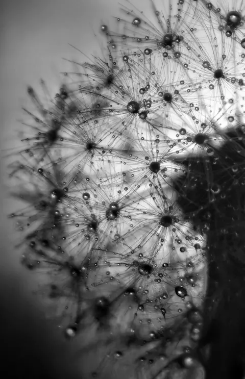 Close-up of Ian Maggiore's plants are covered with water drops