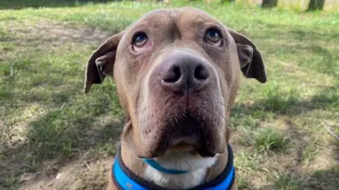RSPCA Draygo is a grey/brown dog. He has a long, droopy snout which makes it look like he is frowning.