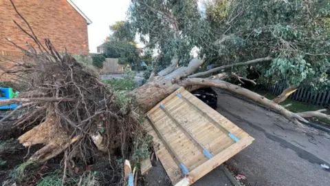 Stuart Woodward/BBC A fallen tree on a car