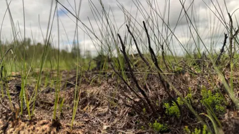 New green grass shoots growing up between the blackened vegetation which was burnt during the wildfire.
