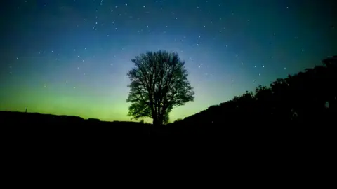 A tree silhouetted against the northern lights