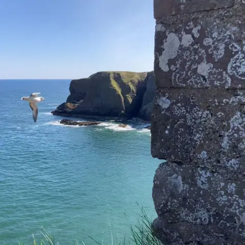 Annie Ingram Seagull mid-flight against a backdrop of blue sea and sky, next to the wall of a castle.