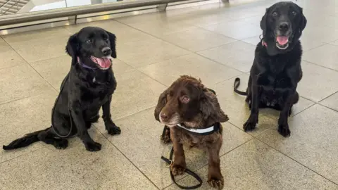 Three dogs standing in a station foyer - one black cocker spaniel, one brown cocker spaniel and one black labrador.