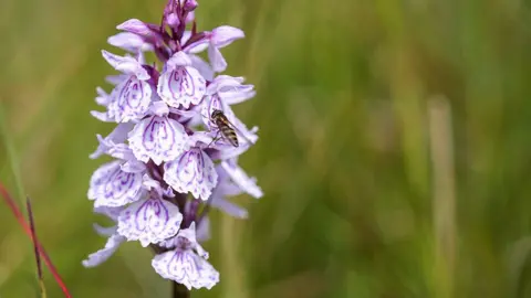 Tony Jolliffe/BBC Heath – Orquídea manchada