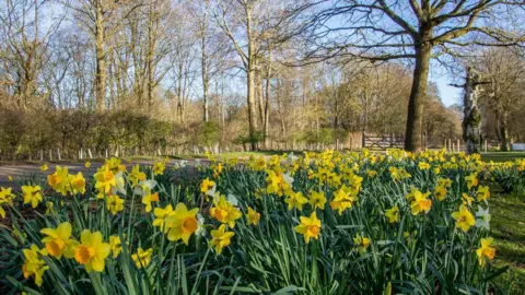 Nene Park Trust Yellow flowers with green stalks sitting under big trees. 