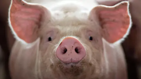 A close-up of a pig's face as it stares directly at us with it's snout right in front of the camera.