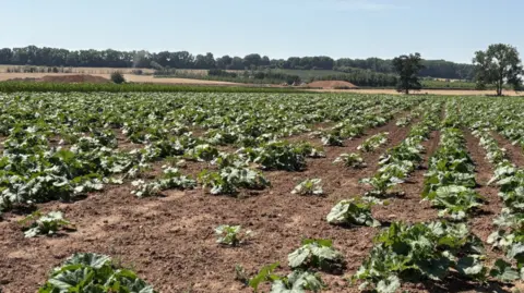 A field full of crops, with green leaves visible on the soil.