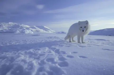 Getty Images - Doug Allan Arctic fox with white winter fur standing on a snowy tundra, with distant snow-covered mountains under a pale blue sky.