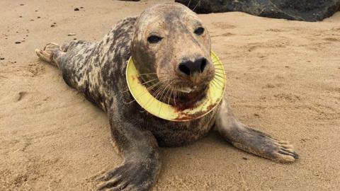 A seal with a yellow plastic ring around its neck