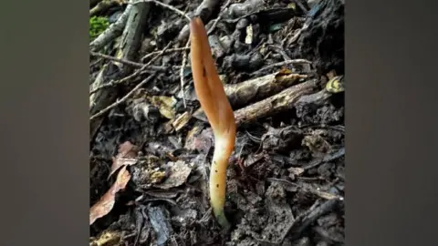 Liz Frost A microglossum cyanobasis fungus. It has a blue base and is in woodland