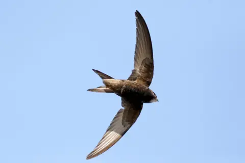Getty Images A common swift flying from left to right across a blue sky