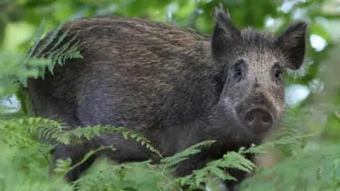 Getty Images Wild boar